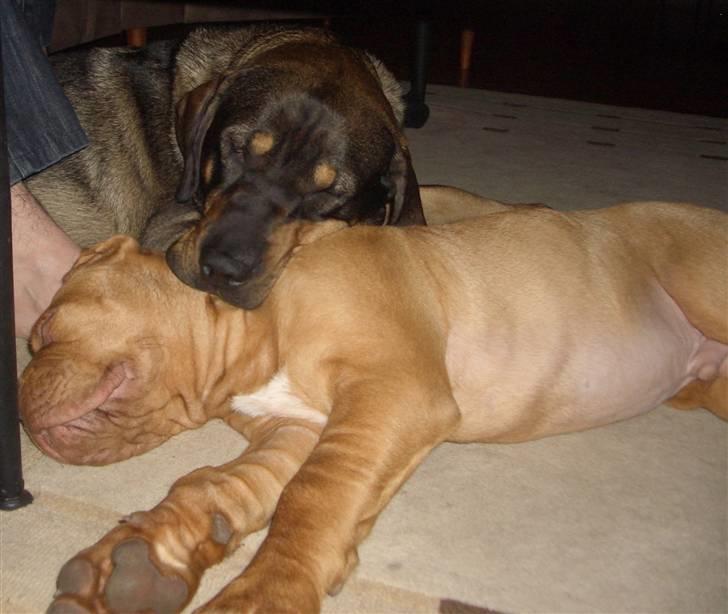 Blanding af racer Kenzo billede 3