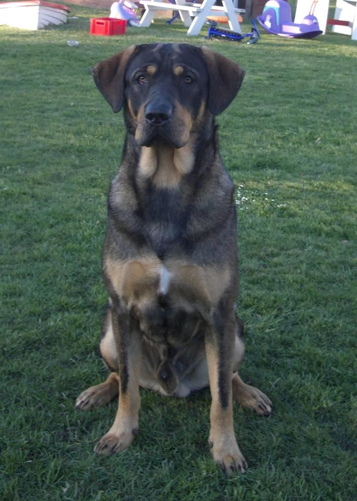 Blanding af racer Kenzo billede 4