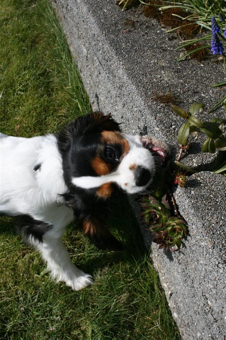 Cavalier king charles spaniel Annexgårdens Lea billede 7