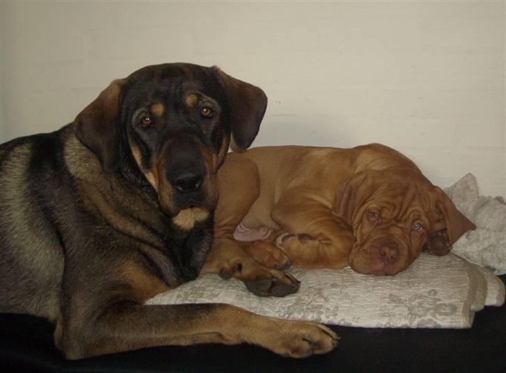 Blanding af racer Kenzo billede 5