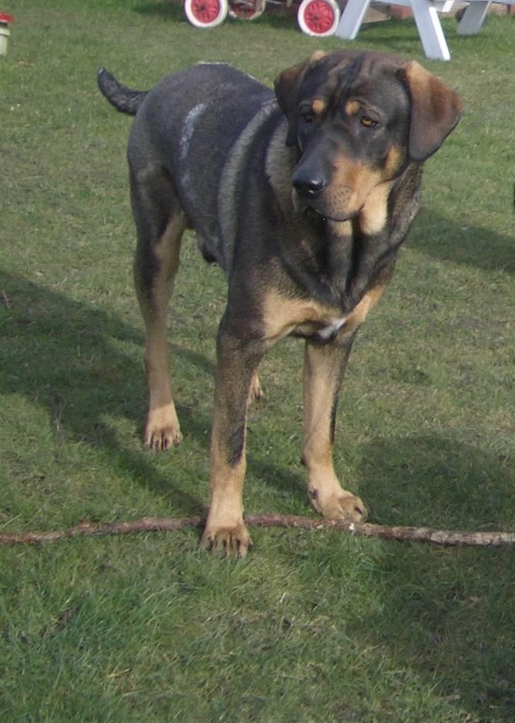 Blanding af racer Kenzo billede 6