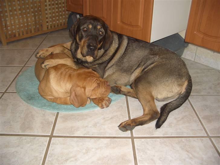 Blanding af racer Kenzo billede 7