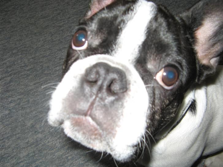 Fransk bulldog Simba billede 18