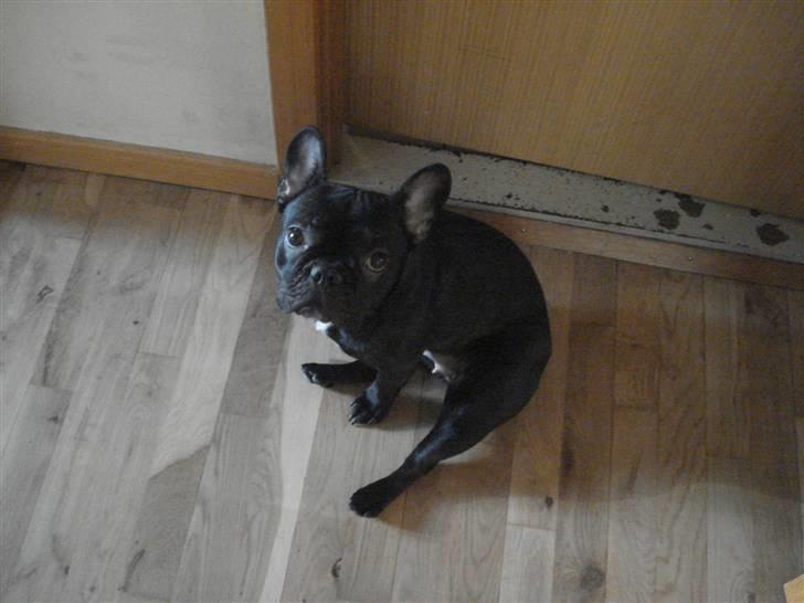 Fransk bulldog Pølle billede 10