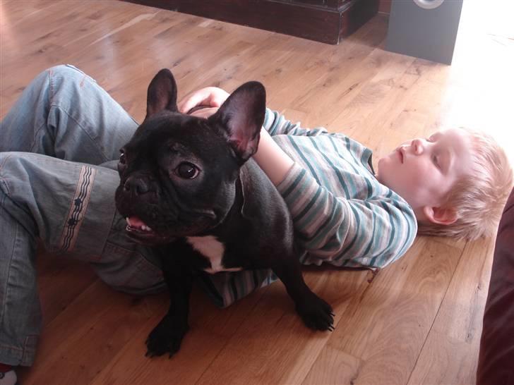 Fransk bulldog Pølle billede 11