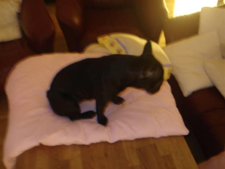 Fransk bulldog Pølle billede 12