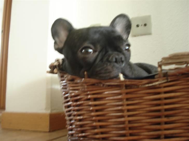 Fransk bulldog Pølle billede 13