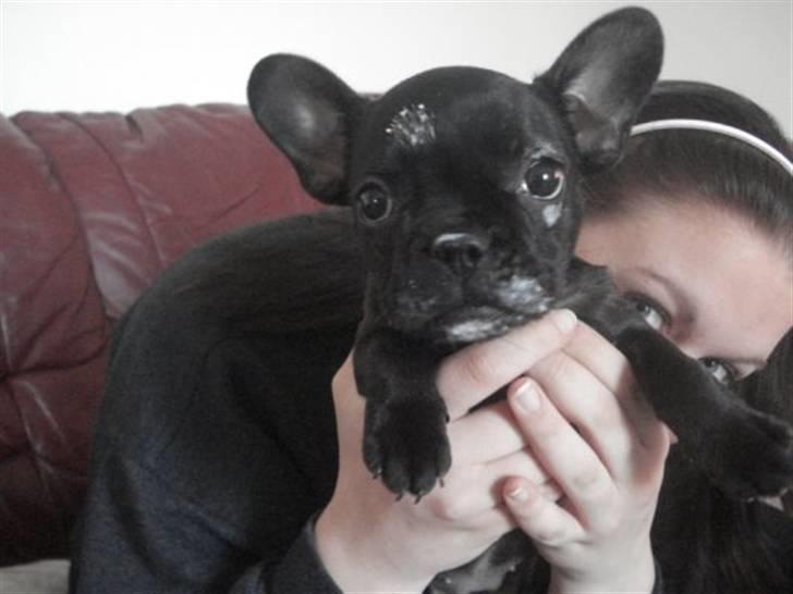 Fransk bulldog Pølle billede 14