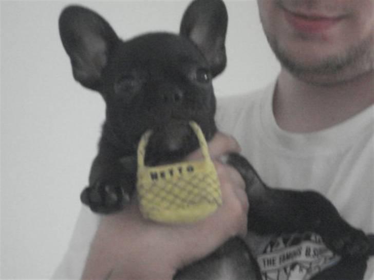 Fransk bulldog Pølle billede 15