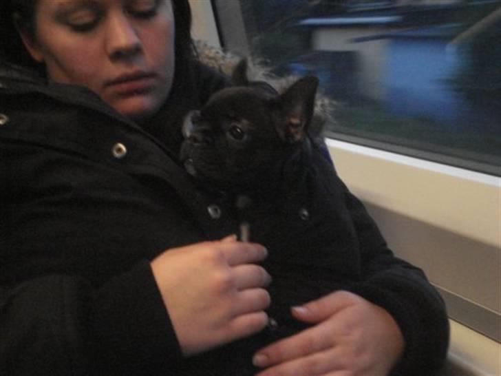 Fransk bulldog Pølle billede 16