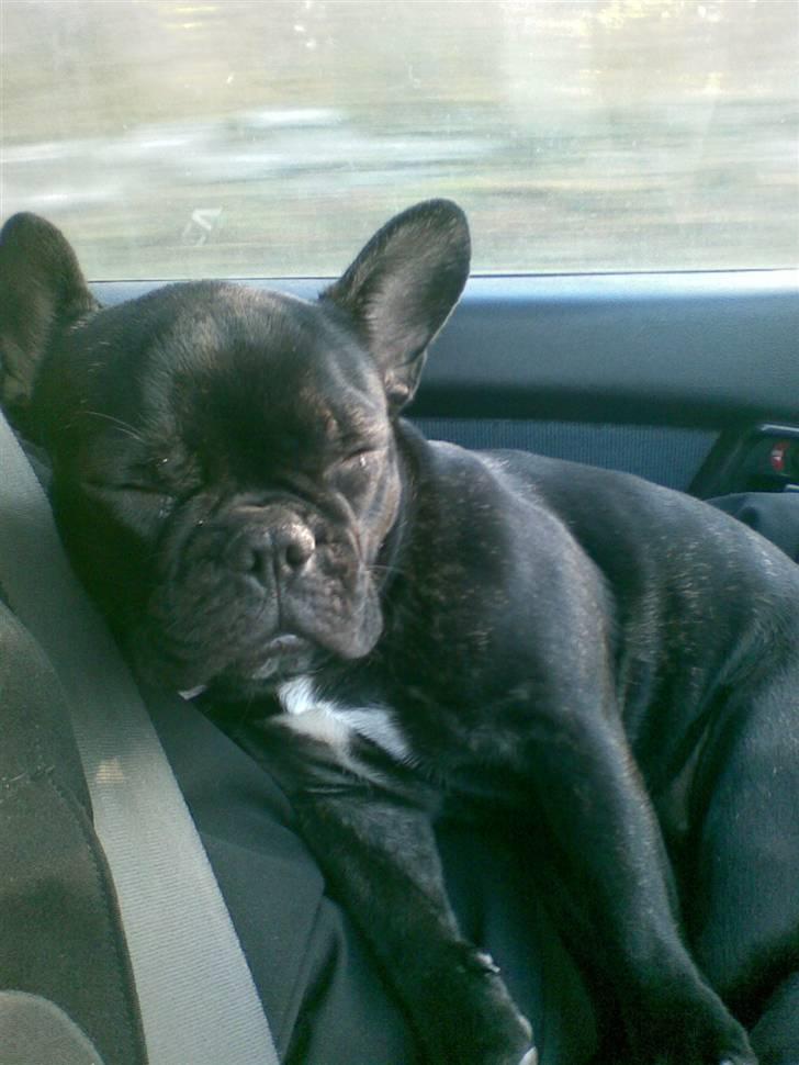 Fransk bulldog Pølle billede 17