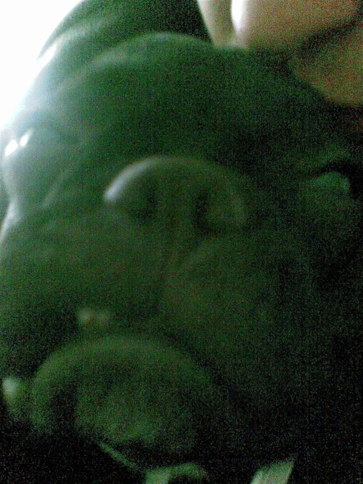 Fransk bulldog Pølle billede 18