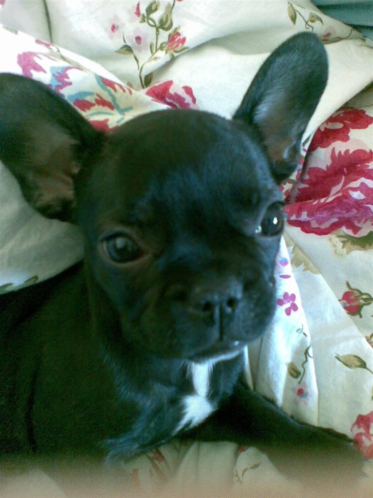 Fransk bulldog Pølle billede 19