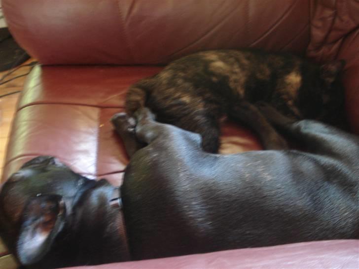 Fransk bulldog Pølle billede 20