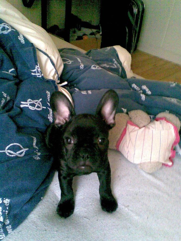 Fransk bulldog Tarzan billede 6