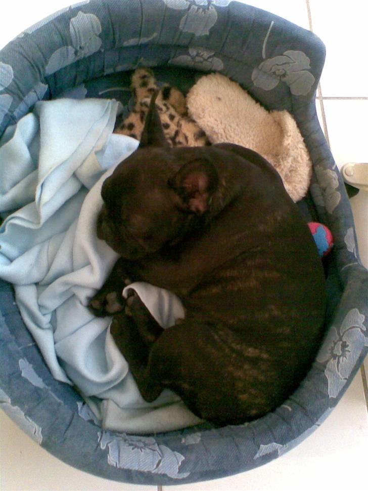 Fransk bulldog Tarzan - tarzan 15 uger billede 7