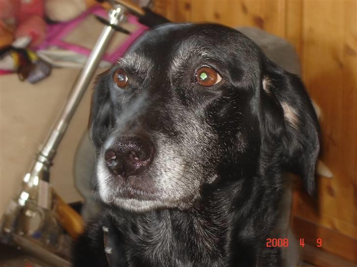 Blanding af racer R.I.P. Trunte - hej det er mig der er trunte billede 1