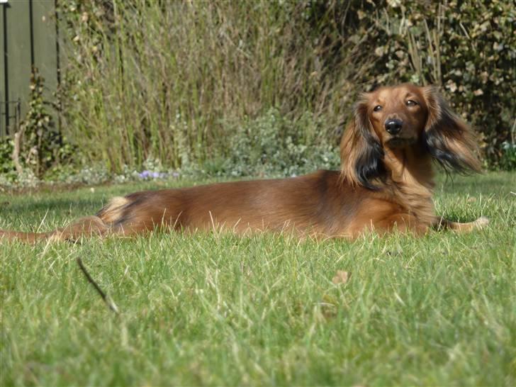 Dværggravhund Jessie - dejlige jessie hygger på græs plænen 
 billede 9