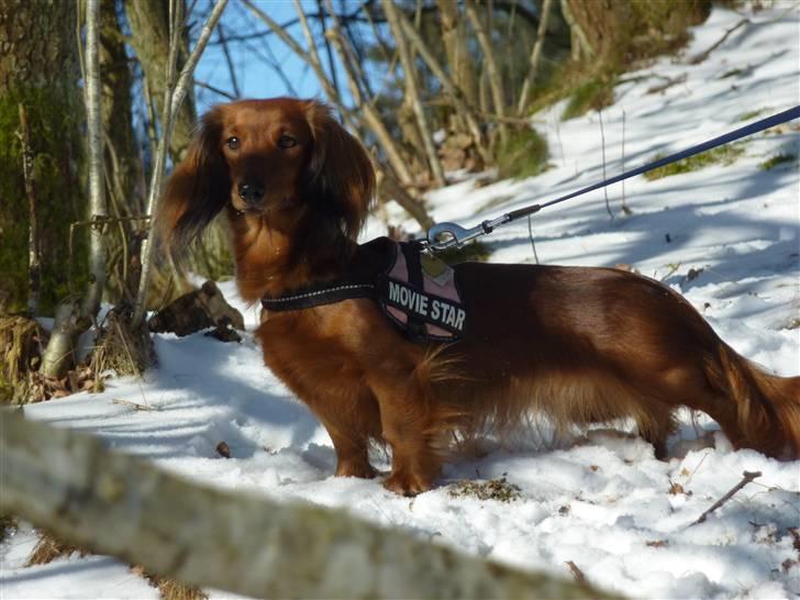Dværggravhund Jessie - jeg er dejlig billede 11