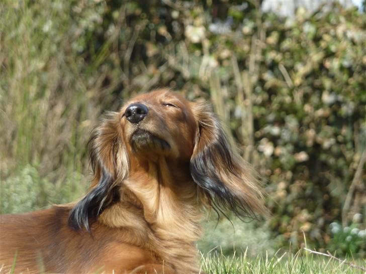 Dværggravhund Jessie - jessie  billede 12