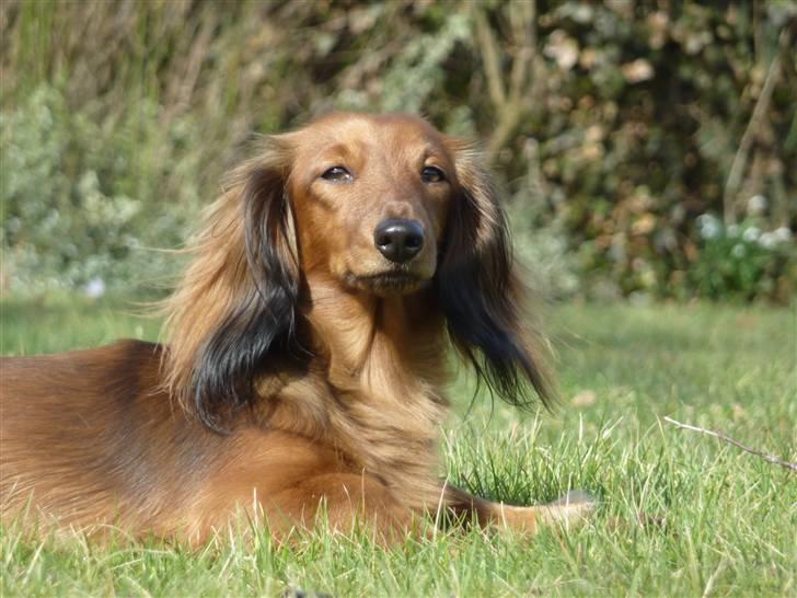 Dværggravhund Jessie - jessie  billede 13