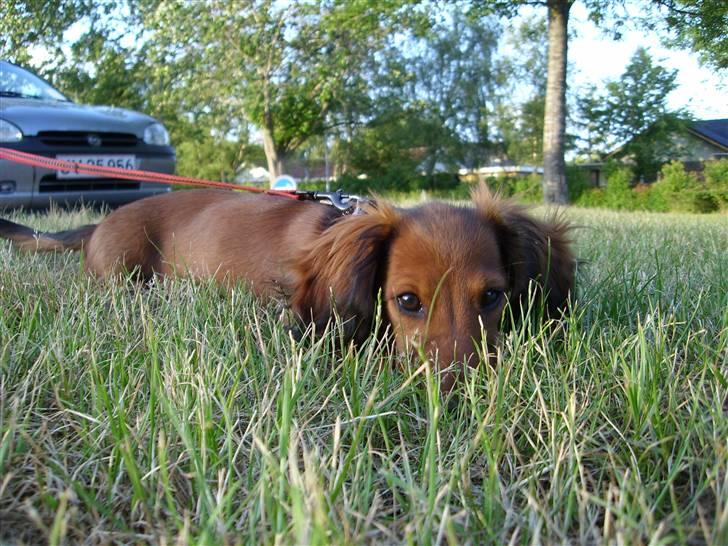 Dværggravhund Jessie - kuk kuk billede 14