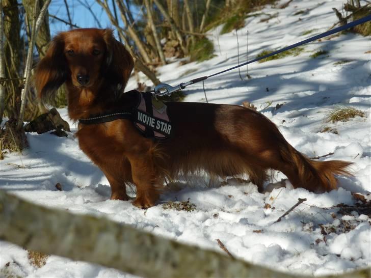 Dværggravhund Jessie - jessie model i sneen  billede 15