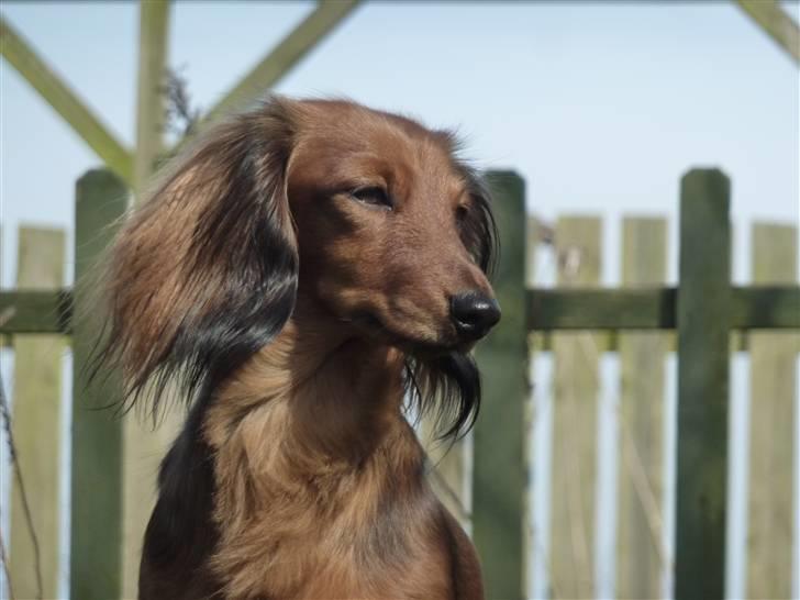 Dværggravhund Jessie - dejligt med vind i håret billede 16