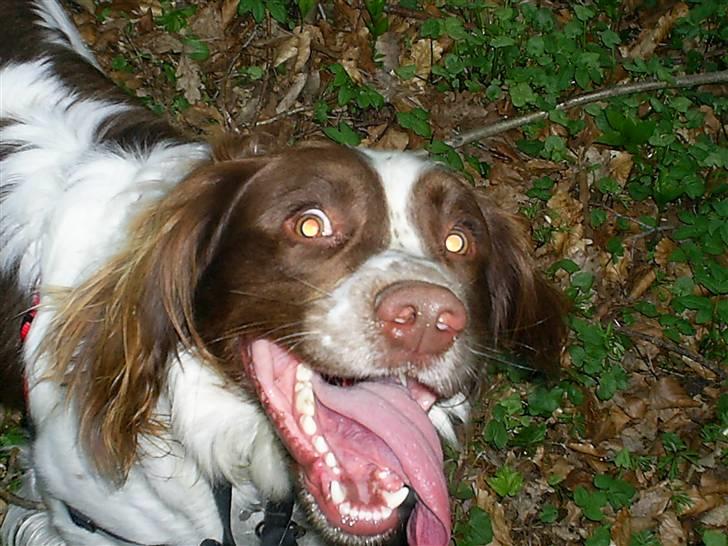 Field Trial spaniel Aksel - Aksel nyder at være i skoven :) billede 1