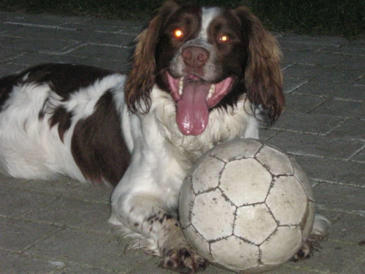 Field Trial spaniel Aksel - Aksel med sin elskede, punkterede fodbold. billede 2