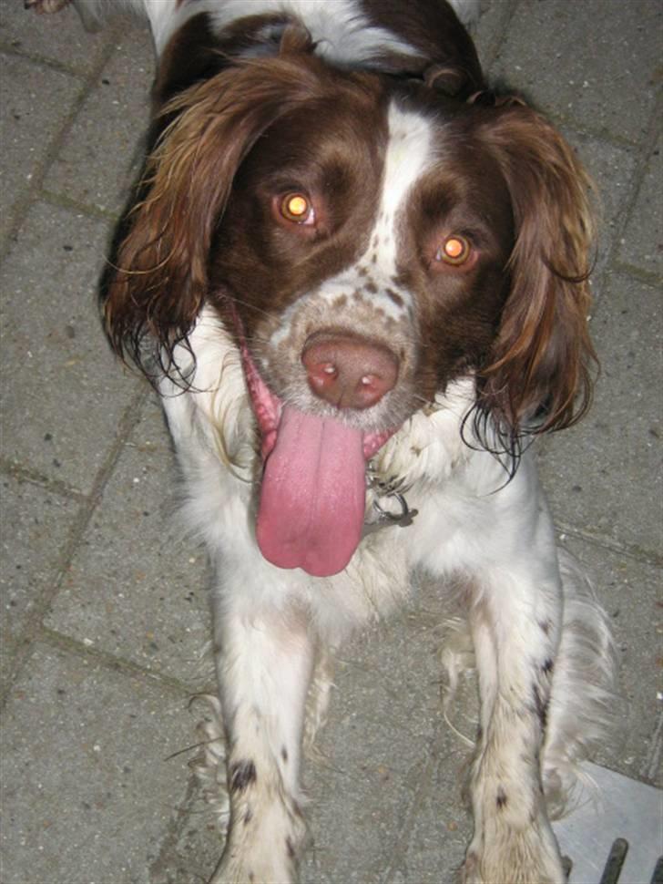 Field Trial spaniel Aksel - Slapper af på terrassen. billede 3