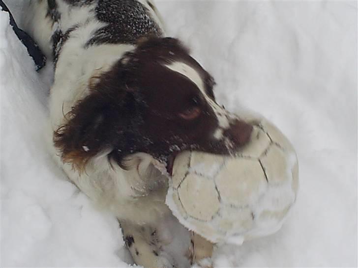 Field Trial spaniel Aksel - Aksel i sneen med sin bold :) billede 4