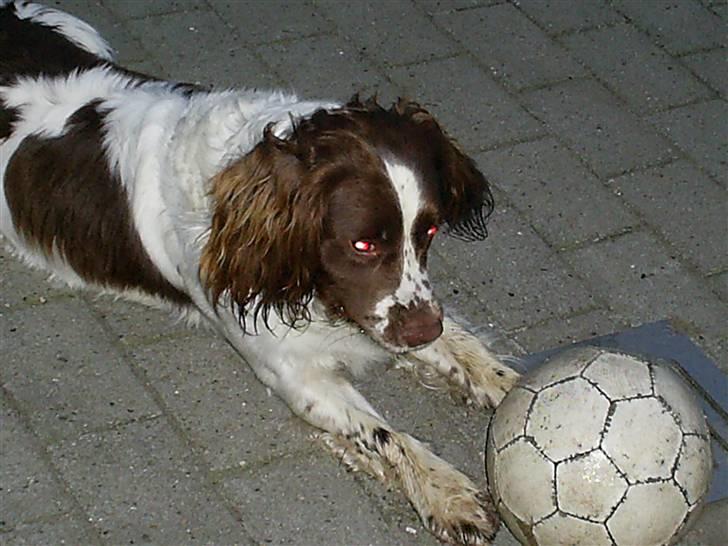 Field Trial spaniel Aksel - Aksel og bolden :) billede 5