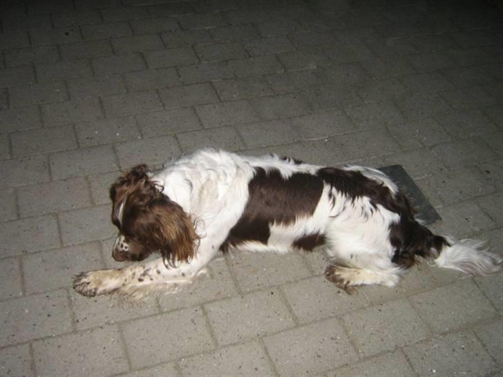 Field Trial spaniel Aksel - Undersøger vist lige noget. billede 6