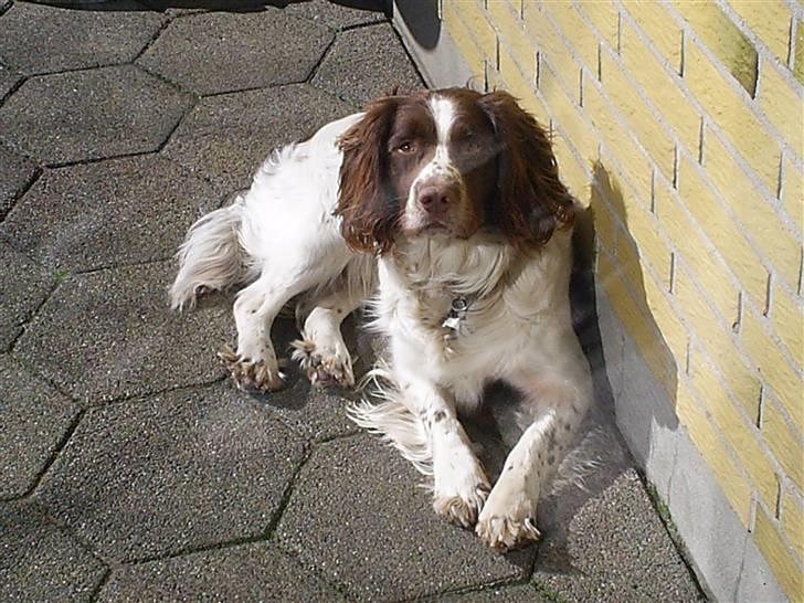 Field Trial spaniel Aksel - Her nyder Aksel solen på terrassen. billede 7