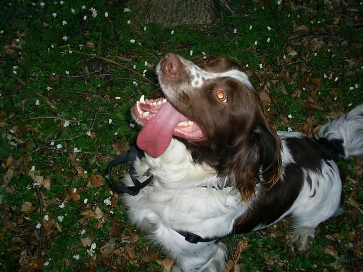 Field Trial spaniel Aksel - Aksel viser sin lange tunge. billede 8