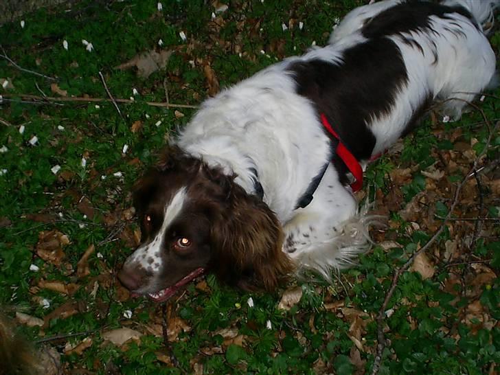 Field Trial spaniel Aksel - I skovbunden. billede 9