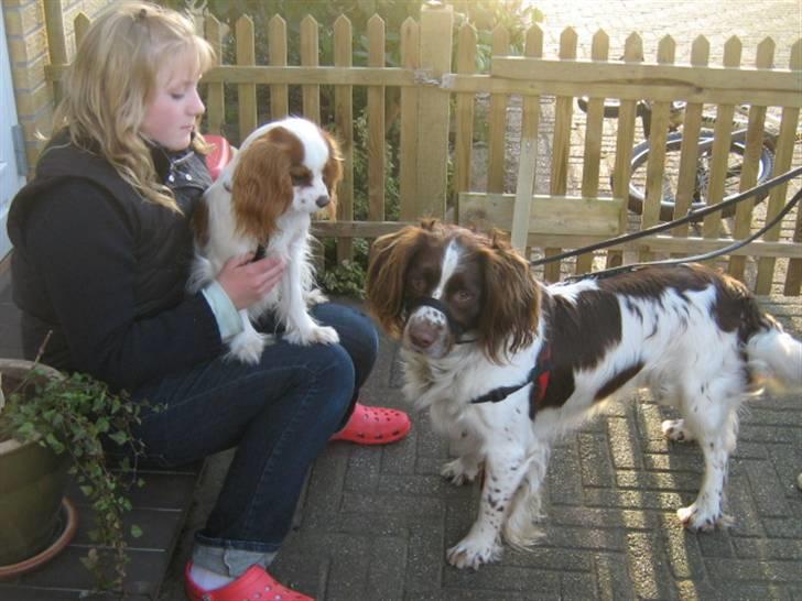 Field Trial spaniel Aksel - Aksel sammen med sin ven Balou. billede 10