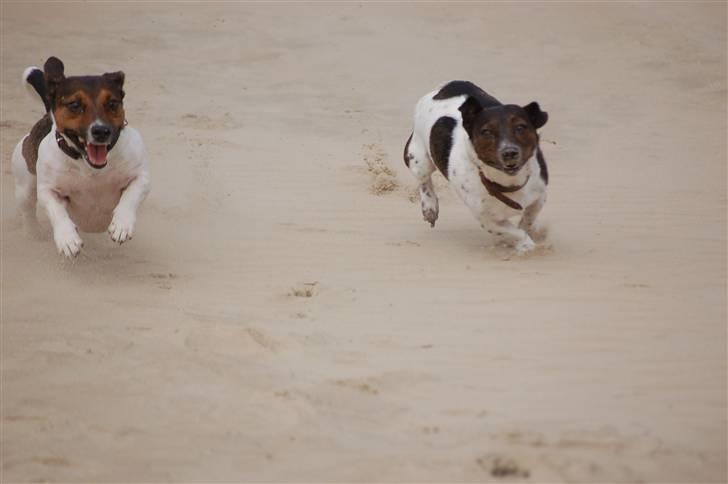 Jack russell terrier Gismo - hvem kommer først.. billede 8