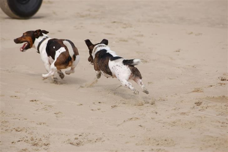 Jack russell terrier Gismo - Hjælp!!!!!!!!!!!!!!! billede 9