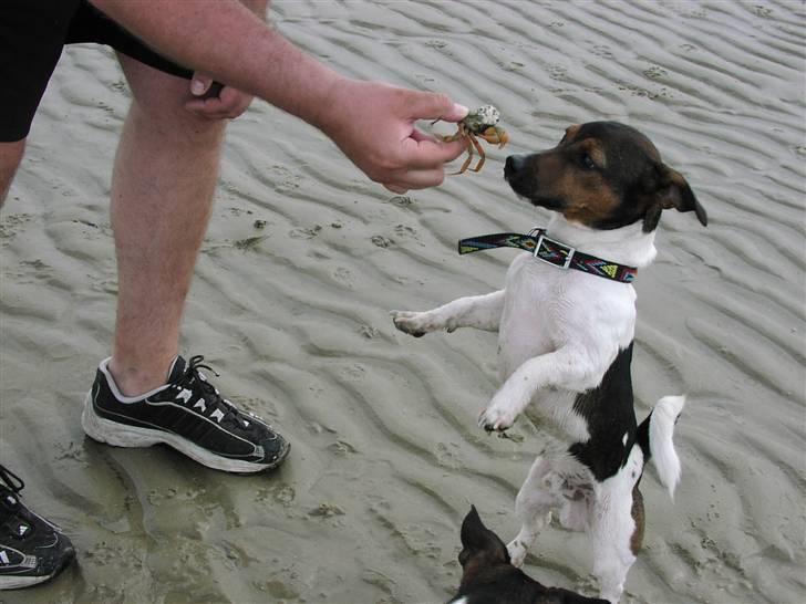 Jack russell terrier Gismo - Hvad har du der:D billede 10