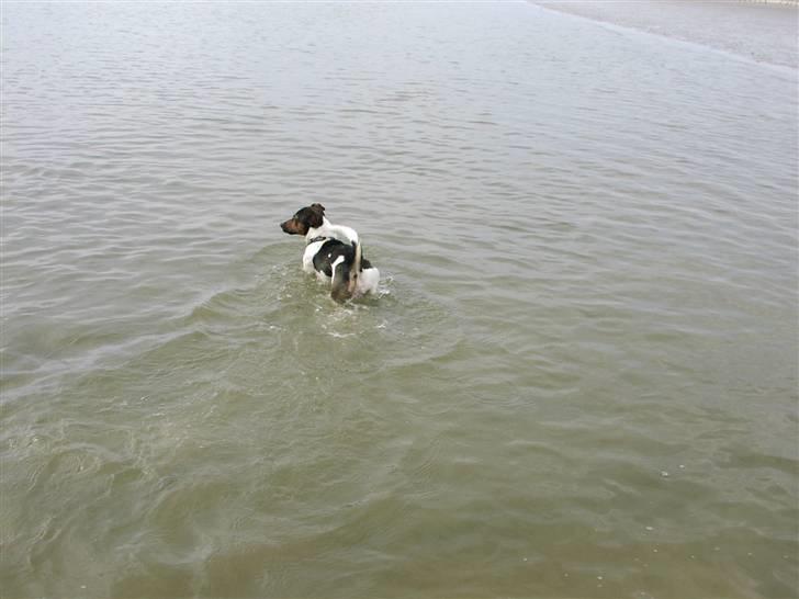 Jack russell terrier Gismo - Hvor blev fisken af.. billede 11