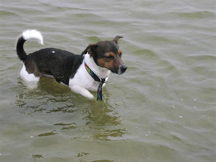Jack russell terrier Gismo - nu vil jeg ud af vandet.. billede 14