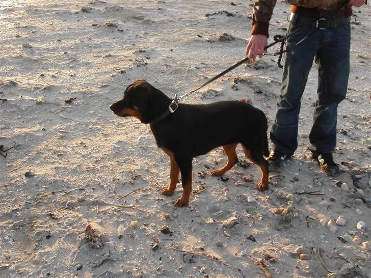 Rottweiler Kiki billede 14