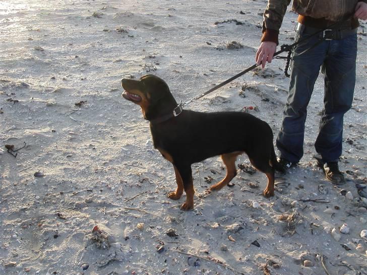 Rottweiler Kiki billede 15