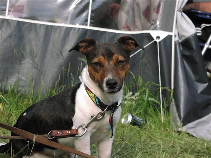 Jack russell terrier Gismo - Gismo.. billede 15
