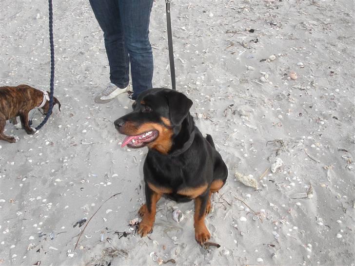 Rottweiler Kiki billede 16