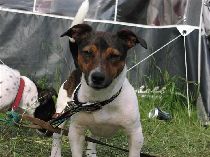 Jack russell terrier Gismo - Er han ikke sød... billede 16