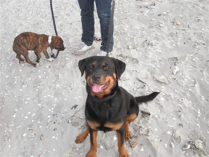 Rottweiler Kiki billede 17