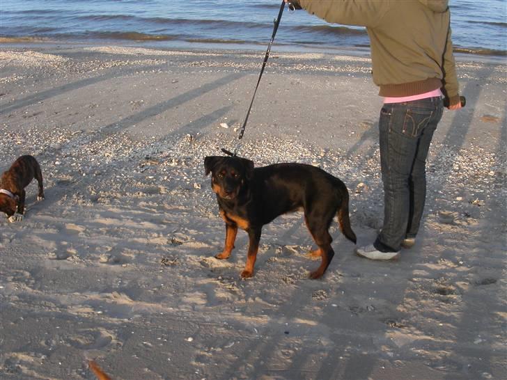 Rottweiler Kiki billede 18